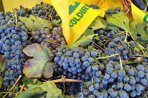 Per il vino biologico balzo record delle vendite