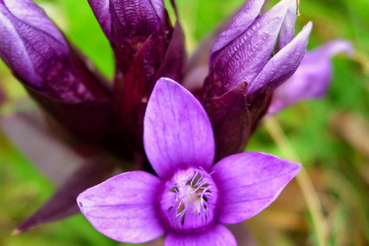 Gentian, il fiore di Bach contro il dubbio e la depressione