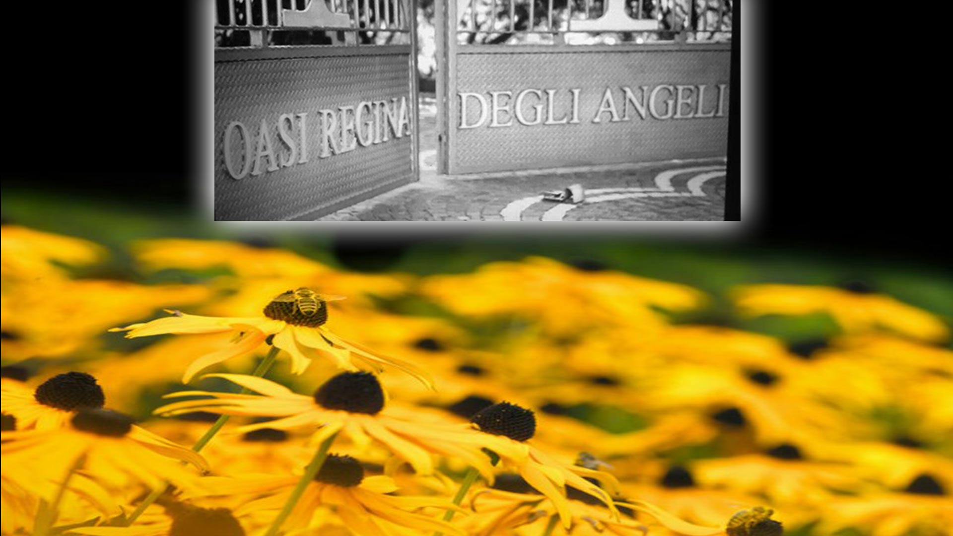 Apiterapia con Padre Carmine Zaccariello