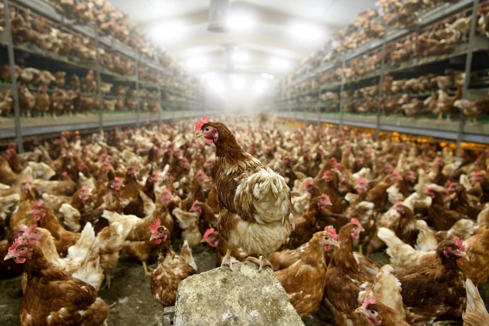 Brexit: il Regno Unito pronto ad aprire al pollo Usa lavato con gli acidi vietato nella UE